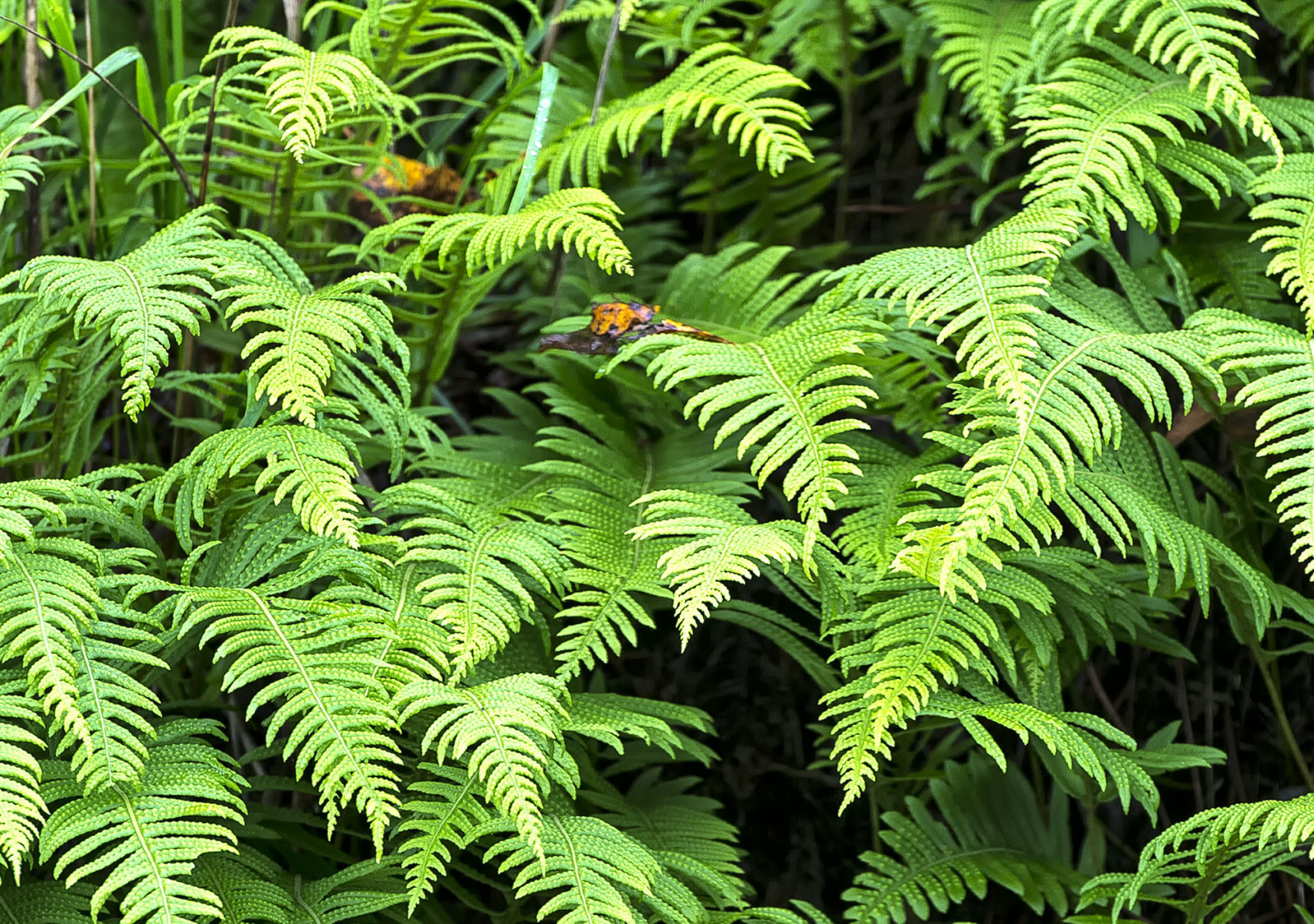Ferns and fall leaves